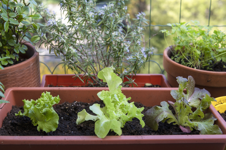 Vegetable Garden for Beginners