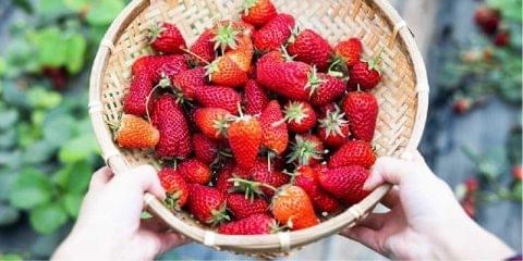 Image of a basket of strawberries.